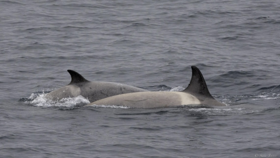 OTL25-25, Day 17, Orca 1 © Sara Jenner - Oceanwide Expeditions.jpg