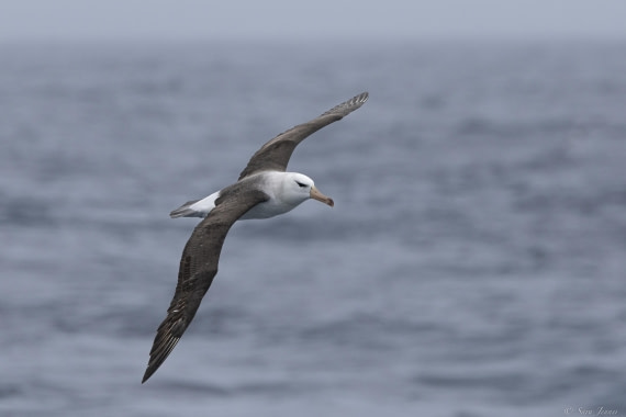 OTL25-25, Day 18, Albatros © Sara Jenner - Oceanwide Expeditions.jpg