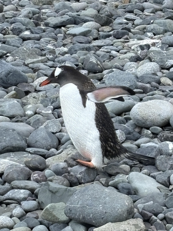 Gentoo in Motion