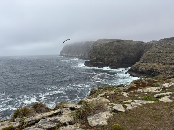 New Island Coastline