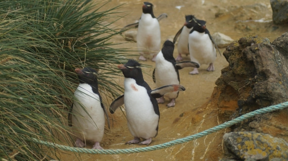 HDS25-25, Day 3, DSC01781 © Unknown photographer - Oceanwide Expeditions.JPG