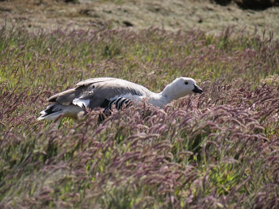 HDS25-25, Day 3, Jade-HDS25-25-Day3 (2) © Jade Heister - Oceanwide Expeditions.JPG