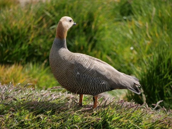 HDS25-25, Day 3, Jade-HDS25-25-Day3 (3) © Jade Heister - Oceanwide Expeditions.JPG