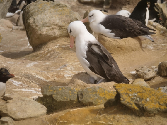HDS25-25, Day 3, Jade-HDS25-25-Day3 (19) © Jade Heister - Oceanwide Expeditions.JPG