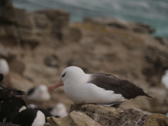 HDS25-25, Day 3, Jade-HDS25-25-Day3 (22) © Jade Heister - Oceanwide Expeditions.JPG