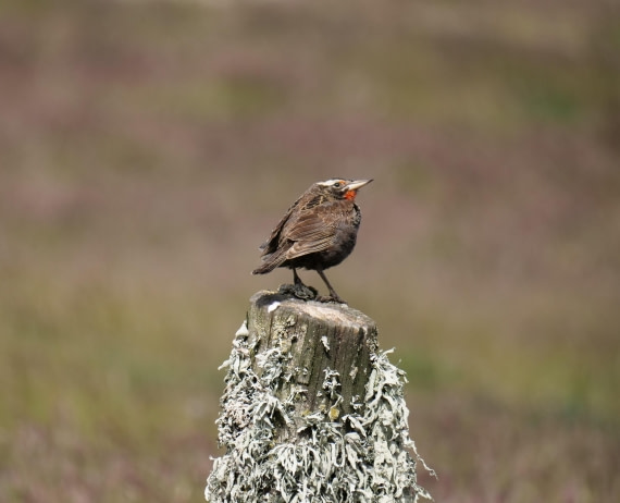 HDS25-25, Day 3, Jade-HDS25-25-Day3 (27) © Jade Heister - Oceanwide Expeditions.JPG