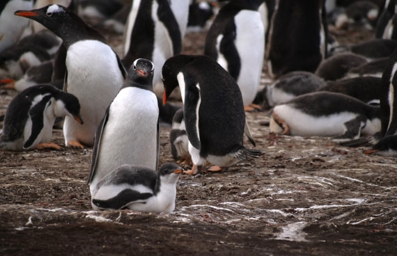 HDS25-25, Day 3, Jade-HDS25-25-Day3 (28) © Jade Heister - Oceanwide Expeditions.JPG