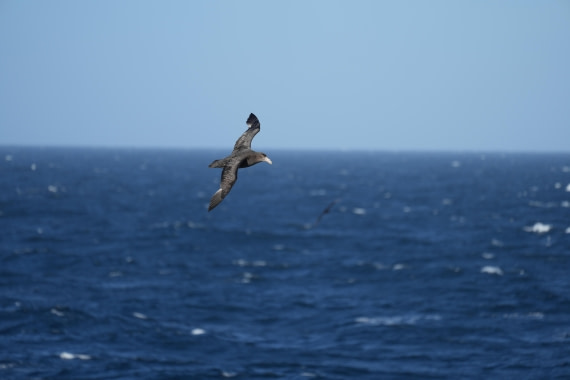 HDS25-25, Day 5, seaday © Unknown photographer - Oceanwide Expeditions.JPG