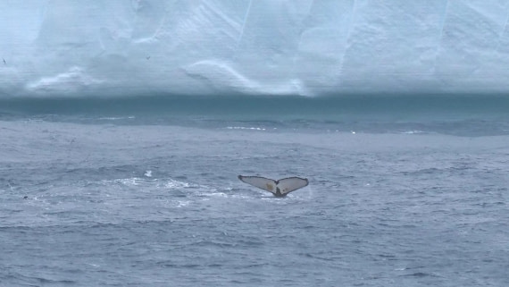 HDS25-25, Day 6, Jade-HDS25-25 Day 6 (7) © Jade Heister - Oceanwide Expeditions.jpg