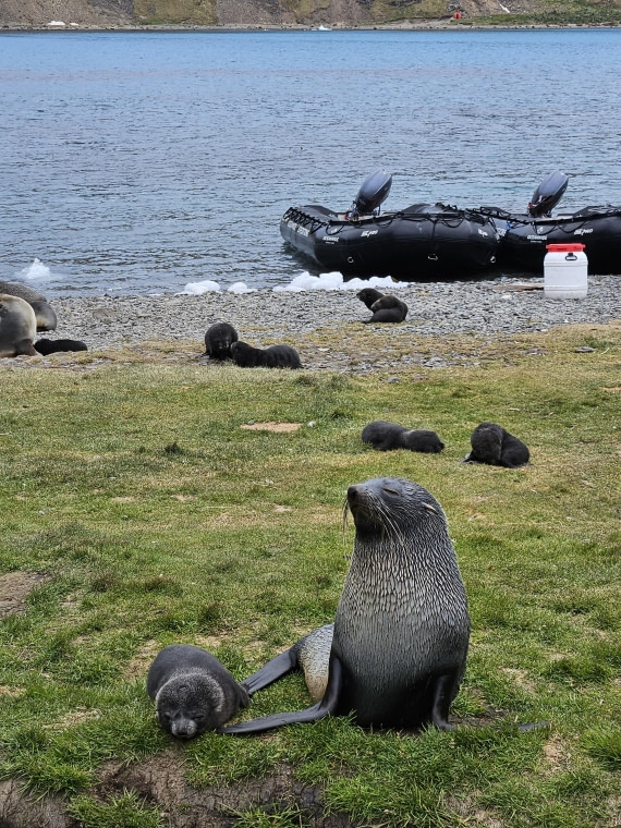 HDS25-25, Day 7, Grytviken - Sas © Saskia van der Meij - Oceanwide Expeditions.jpg