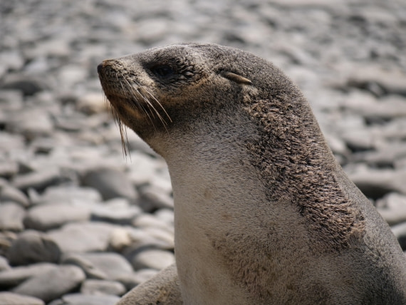 HDS25-25, Day 7, Jade-HDS25-25-Day7 (6) © Jade Heister - Oceanwide Expeditions.JPG