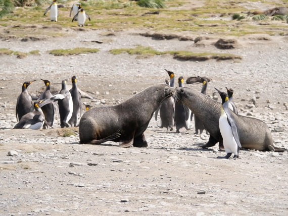 HDS25-25, Day 7, Jade-HDS25-25-Day7 (7) © Jade Heister - Oceanwide Expeditions.JPG