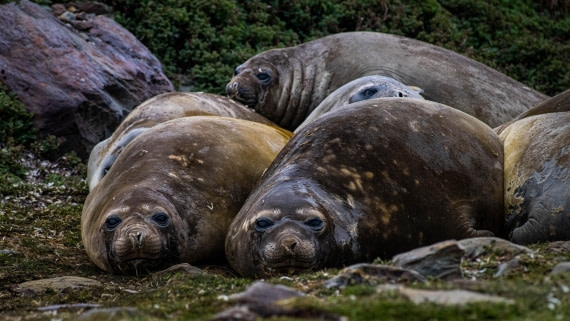 HDS25-25, Day 8, RLO_0368 © Alexander Romanovskiy - Oceanwide Expeditions.jpg