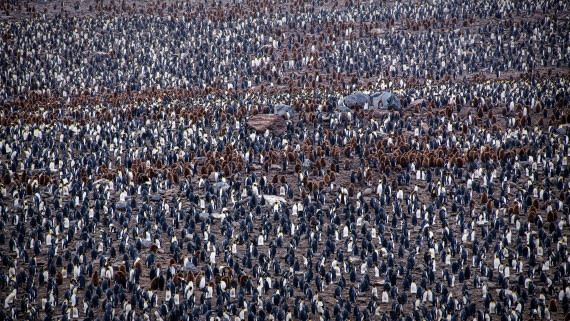 HDS25-25, Day 8, RLO_0400 © Alexander Romanovskiy - Oceanwide Expeditions.jpg