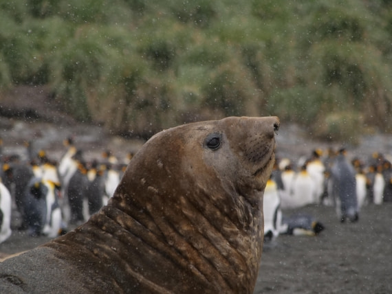 HDS25-25, Day 9, Jade-HDS25-25-Day9 (2) © Jade Heister - Oceanwide Expeditions.JPG