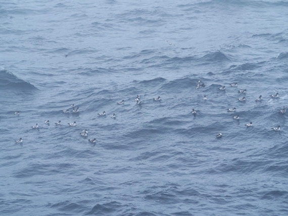 HDS25-25, Day 13, Jade-HDS25-25-Day13 (2) © Jade Heister - Oceanwide Expeditions.JPG