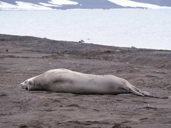HDS25-25, Day 14, Jade-HDS25-25-Day14 (1) © Jade Heister - Oceanwide Expeditions.JPG