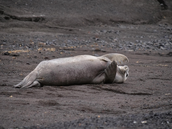 HDS25-25, Day 14, Jade-HDS25-25-Day14 (3) © Jade Heister - Oceanwide Expeditions.JPG