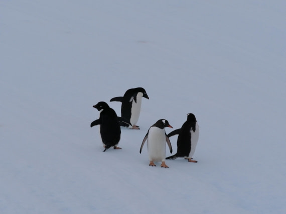 HDS25-25, Day 15, Jade-HDS25-25-Day15 (1) © Jade Heister - Oceanwide Expeditions.JPG