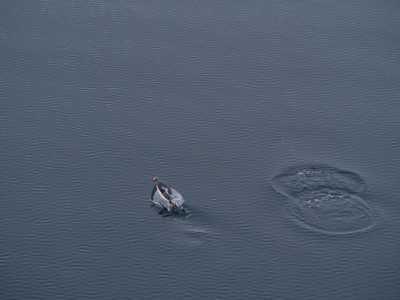 HDS25-25, Day 15, Jade-HDS25-25-Day15 (2) © Jade Heister - Oceanwide Expeditions.JPG