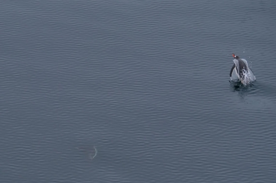 HDS25-25, Day 15, Jade-HDS25-25-Day15 (3) © Jade Heister - Oceanwide Expeditions.JPG