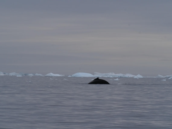 HDS25-25, Day 15, Jade-HDS25-25-Day15 (5) © Jade Heister - Oceanwide Expeditions.JPG