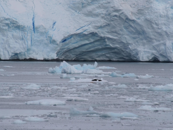 HDS25-25, Day 15, Jade-HDS25-25-Day15 (4) © Jade Heister - Oceanwide Expeditions.JPG