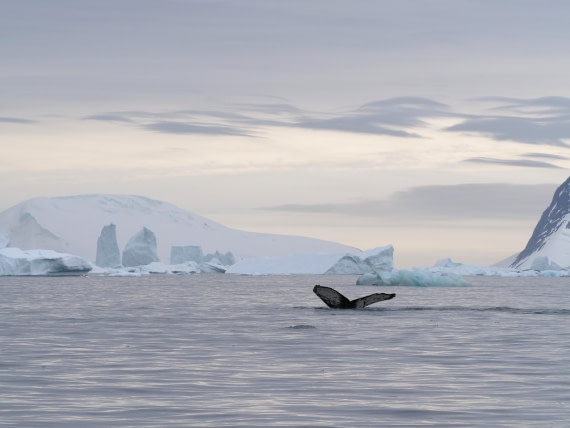 HDS25-25, Day 15, Jade-HDS25-25-Day15 (7) © Jade Heister - Oceanwide Expeditions.JPG