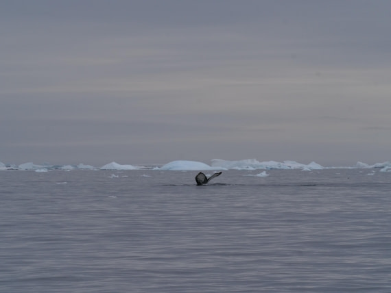 HDS25-25, Day 15, Jade-HDS25-25-Day15 (6) © Jade Heister - Oceanwide Expeditions.JPG