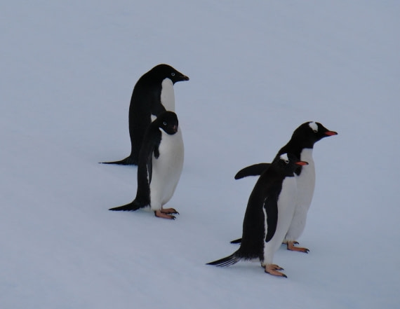 HDS25-25, Day 15, Jade-HDS25-25-Day15 (8) © Jade Heister - Oceanwide Expeditions.JPG