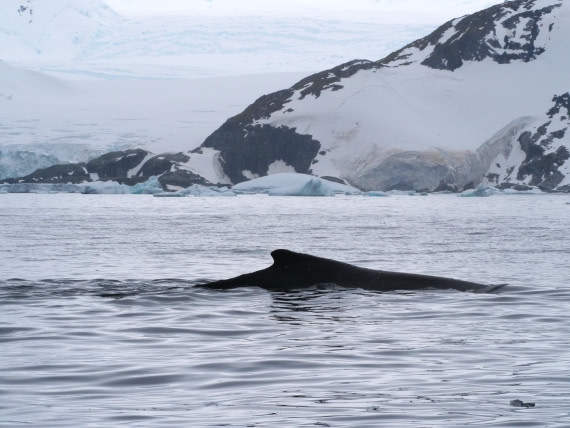 HDS25-25, Day 15, Jade-HDS25-25-Day15 (9) © Jade Heister - Oceanwide Expeditions.JPG