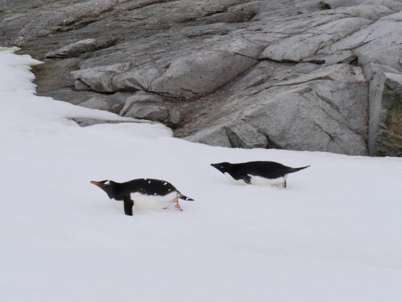 HDS25-25, Day 15, Jade-HDS25-25-Day15 (15) © Jade Heister - Oceanwide Expeditions.JPG