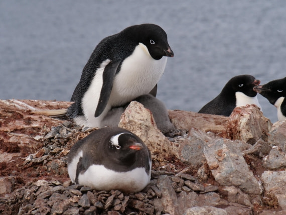 HDS25-25, Day 15, Jade-HDS25-25-Day15 (16) © Jade Heister - Oceanwide Expeditions.JPG