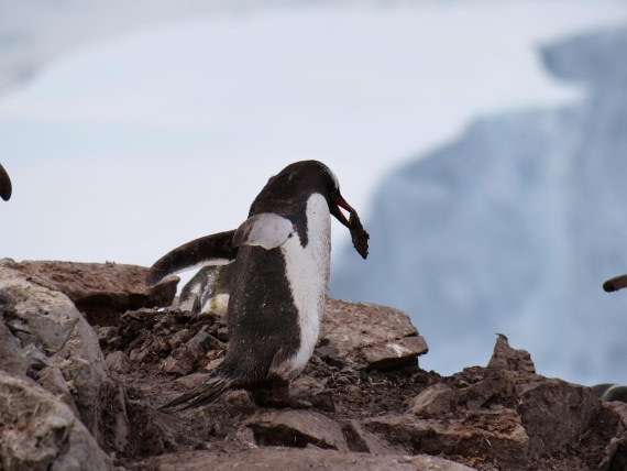HDS25-25, Day 15, Jade-HDS25-25-Day15 (18) © Jade Heister - Oceanwide Expeditions.JPG