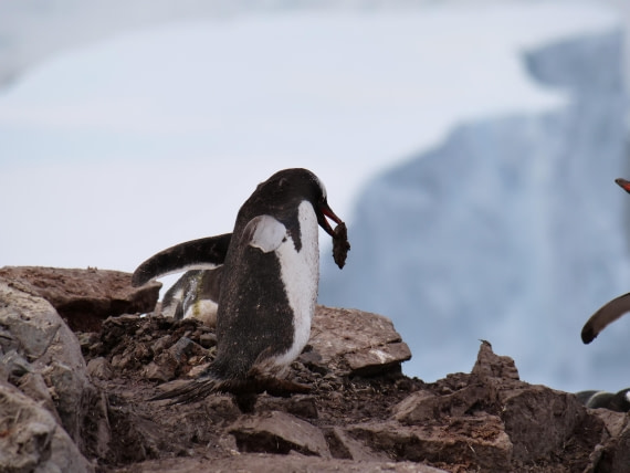 HDS25-25, Day 15, Jade-HDS25-25-Day15 (19) © Jade Heister - Oceanwide Expeditions.JPG