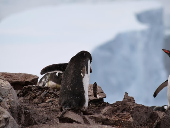 HDS25-25, Day 15, Jade-HDS25-25-Day15 (21) © Jade Heister - Oceanwide Expeditions.JPG