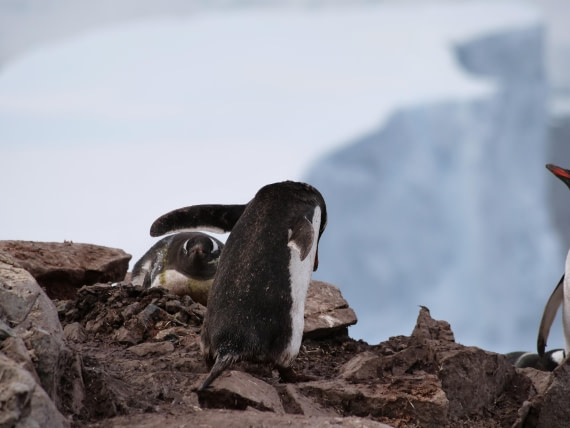 HDS25-25, Day 15, Jade-HDS25-25-Day15 (22) © Jade Heister - Oceanwide Expeditions.JPG