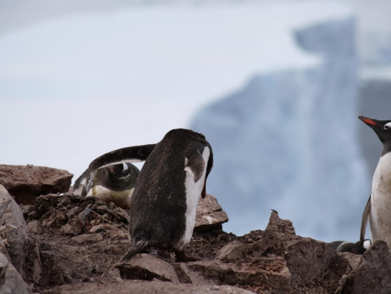 HDS25-25, Day 15, Jade-HDS25-25-Day15 (23) © Jade Heister - Oceanwide Expeditions.JPG