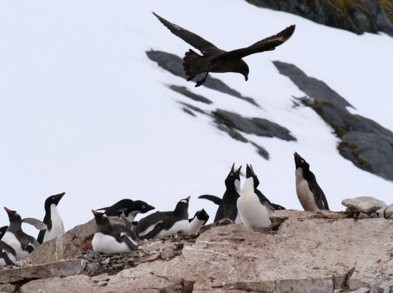 HDS25-25, Day 15, Jade-HDS25-25-Day15 (25) © Jade Heister - Oceanwide Expeditions.JPG