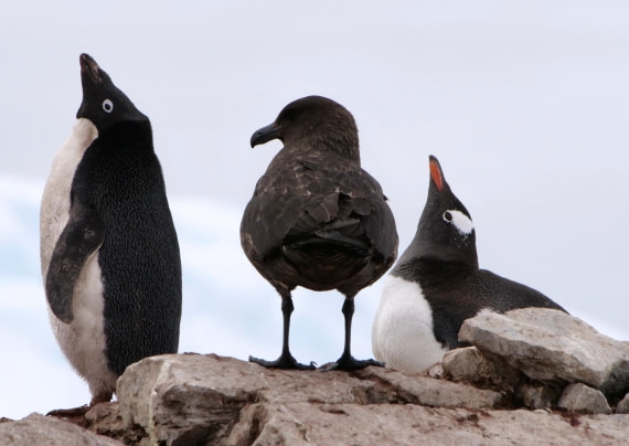 HDS25-25, Day 15, Jade-HDS25-25-Day15 (27) © Jade Heister - Oceanwide Expeditions.JPG