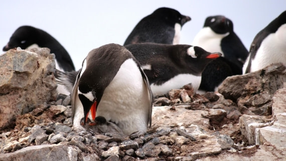 HDS25-25, Day 15, Jade-HDS25-25-Day15 (30) © Jade Heister - Oceanwide Expeditions.JPG