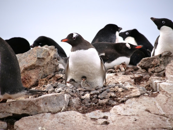 HDS25-25, Day 15, Jade-HDS25-25-Day15 (31) © Jade Heister - Oceanwide Expeditions.JPG