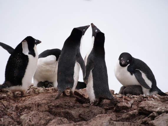 HDS25-25, Day 15, Jade-HDS25-25-Day15 (32) © Jade Heister - Oceanwide Expeditions.JPG