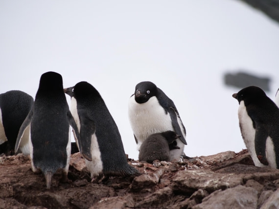 HDS25-25, Day 15, Jade-HDS25-25-Day15 (33) © Jade Heister - Oceanwide Expeditions.JPG