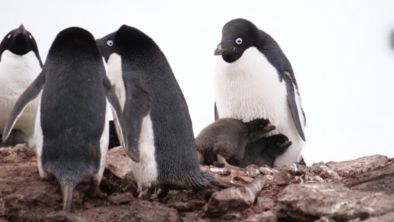 HDS25-25, Day 15, Jade-HDS25-25-Day15 (34) © Jade Heister - Oceanwide Expeditions.JPG