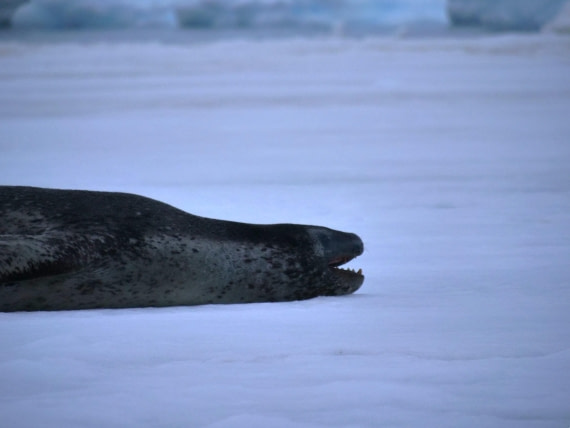 HDS25-25, Day 15, Jade-HDS25-25-Day15 (38) © Jade Heister - Oceanwide Expeditions.JPG