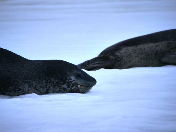 HDS25-25, Day 15, Jade-HDS25-25-Day15 (39) © Jade Heister - Oceanwide Expeditions.JPG