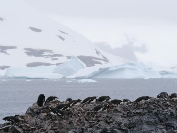 HDS25-25, Day 16, Jade-HDS25-25-Day16 (3) © Jade Heister - Oceanwide Expeditions.JPG