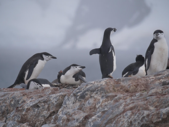 HDS25-25, Day 16, Jade-HDS25-25-Day16 (7) © Jade Heister - Oceanwide Expeditions.JPG