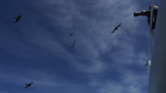 HDS25-25, Day 2, APMG0688 © Andy Perkins - Oceanwide Expeditions.JPG